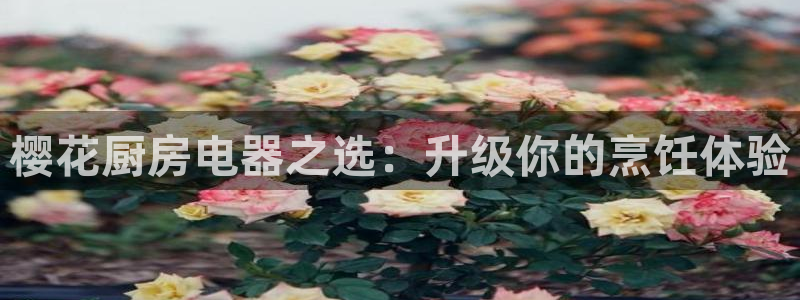双平台鸿运当头