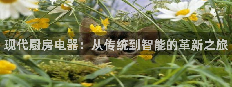 鸿运茶销售平台